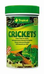 Tropical Krekels 100ml