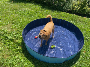 Be Cold Pool voor honden, 80x30cm