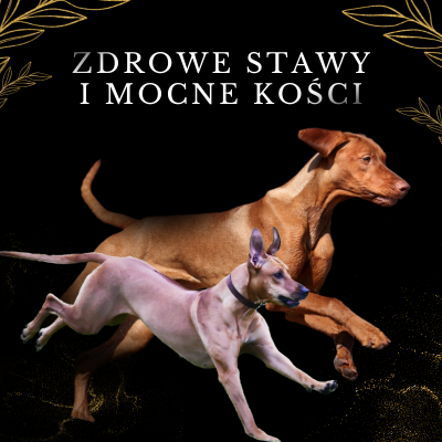 Lab-V 100% Zalmolie voor honden en katten van alle leeftijden 500ml Koudgeperst