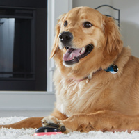 Honger naar woorden TALKING PET VOLGENDE WOORDEN LOCATIES