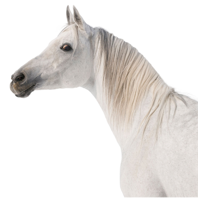 Lab-v EquiPregna - Aanvullend diervoeder voor drachtige en lacterende merries ter ondersteuning van de dracht, foetale ontwikkeling en melkproductie 2kg 