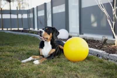 KERBL Agility XXL 30cm bijtvaste hondenspeelbal