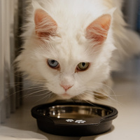 DINGO metalen kom met antislip handvat - 230 ml 