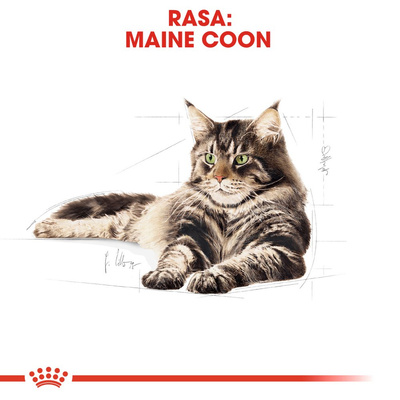 ROYAL CANIN Maine Coon Adult 31 10kg+2kg droogvoer voor volwassen Maine Coon katten
