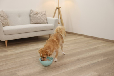 Kerbl Slippy likkom, dia. 20,5 cm, turkoois