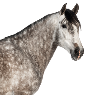 Lab-v EquiVit - dieetvoer voor paarden, ondersteunt immuniteit en gewrichten 2kg 