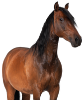 Lab-v EquiDerma - Aanvullend diervoeder voor paarden en pony's ter ondersteuning van huid-, vacht- en hoefconditie 2kg