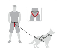 Dingo Honden Loopband Tot 120cm