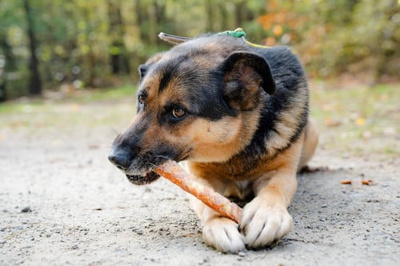 CAN AGRI - Hondensnack, runderhuid stick met kip, 28cm, 320g