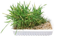 Trixie Kattengras 100g 