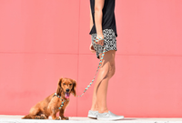 ZEE DOG Phantom XS riem