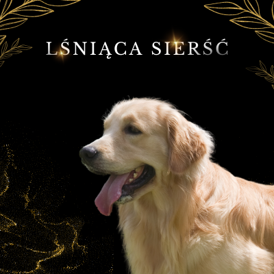 Lab-V 100% Zalmolie voor honden en katten van alle leeftijden 500ml Koudgeperst