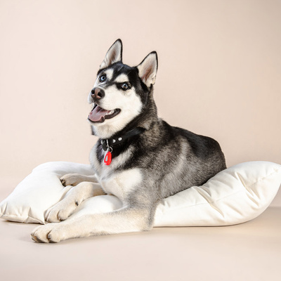 Inmoless Ultrasoon vlooien- en tekenbestrijdingsmiddel voor huisdieren Inmoless Pet - Zwart