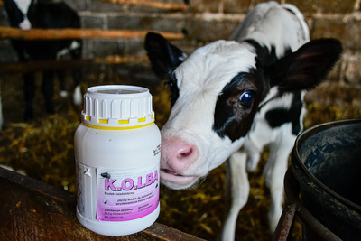 Kerbl-Kolba Insecticide voor vliegen - 500 ml