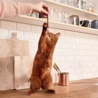 GIMCAT Sticks met lam en gevogelte 4 stuks