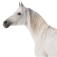 Lab-v EquiPregna - Aanvullend diervoeder voor drachtige en lacterende merries ter ondersteuning van de dracht, foetale ontwikkeling en melkproductie 2kg 