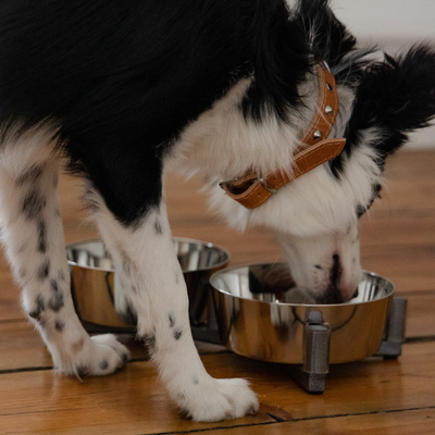 DINGO-voedingsset -2x1120 ml 