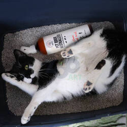 PET ODOR NEUTRALIZER_ Vlekverwijderaar en Urinegeur Neutralisator 500ml