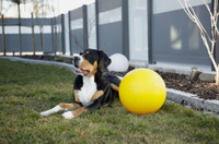 KERBL Agility XXL 30cm bijtvaste hondenspeelbal