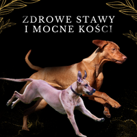 Lab-V 100% Zalmolie voor honden en katten van alle leeftijden 500ml Koudgeperst