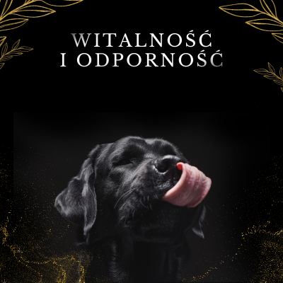 Lab-V 100% Zalmolie voor honden en katten van alle leeftijden 500ml Koudgeperst