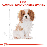 ROYAL CANIN Cavalier King Charles Spaniel Puppy 1,5kg