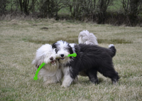 KONG Company Safestix L 70cm