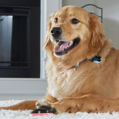 Honger naar woorden TALKING PET VOLGENDE WOORDEN LOCATIES