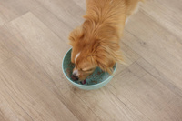 Kerbl Slippy likkom, dia. 20,5 cm, turkoois