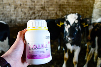 Kerbl-Kolba Insecticide voor vliegen - 500 ml