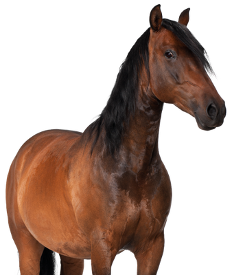 Lab-v EquiDerma - Aanvullend diervoeder voor paarden en pony's ter ondersteuning van huid-, vacht- en hoefconditie 2kg