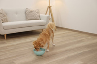 Kerbl Slippy likkom, dia. 20,5 cm, turkoois