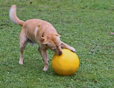KERBL Agility XXL 30cm bijtvaste hondenspeelbal