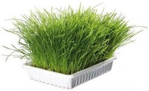 Trixie Kattengras 100g