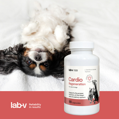 LAB-V Cardio Regeneration - Cardiovasculaire ondersteuning voor honden en katten 90 capsules